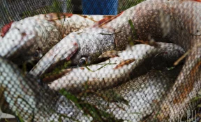 В Росрыболовстве рассказали, как землетрясения на Камчатке повлияют на рыбу