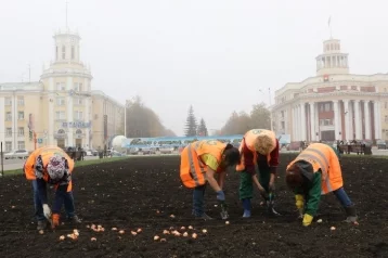 Фото: В Кемерове до октября высадят около 40 000 луковиц тюльпанов 1