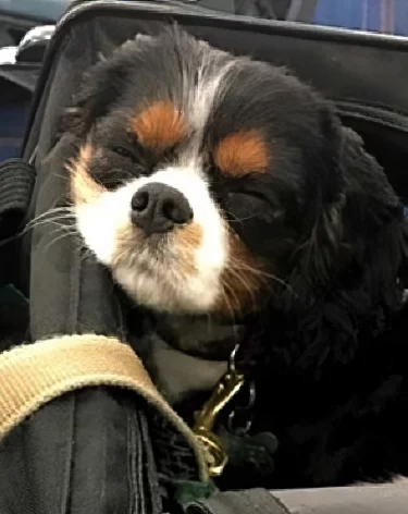 Спаниель Саломон первым из кузбасских питомцев поедет за границу в 2026 году