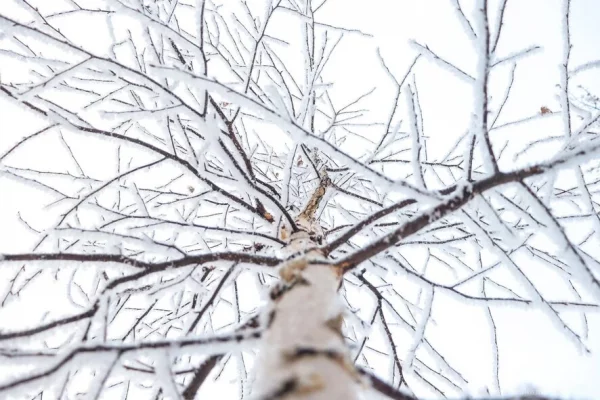 Три кузбассовца замёрзли и обессилели в лесу: им помогли спасатели