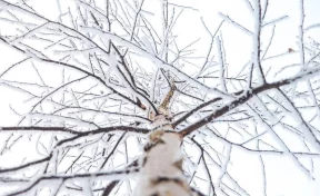 Три кузбассовца замёрзли и обессилели в лесу: им помогли спасатели