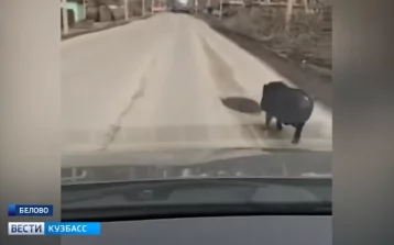 Фото: Жители Белова заметили в городе дикого кабана 1