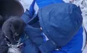 В Кузбассе спасли щенка, который застрял в трубе теплотрассы