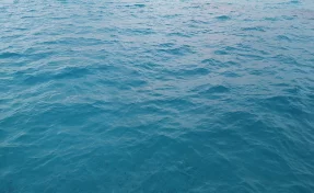 На берегу Каспийского моря в Дагестане обнаружили более 480 мёртвых тюленей