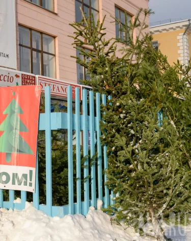 Купить ёлку в Кемерове: где работают ёлочные базары