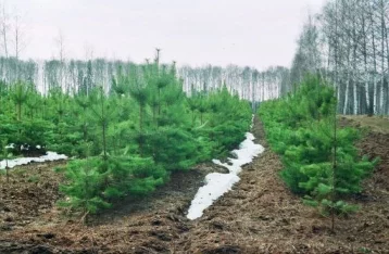 Фото: До конца 2030 года в Кузбассе высадят 18 000 гектаров хвойных лесов 1