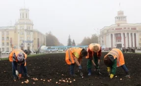 В Кемерове до октября высадят около 40 000 луковиц тюльпанов