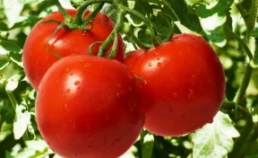 С 1 ноября в Россию начнут завозить турецкие томаты