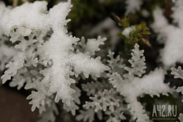 Выше нормы: Вильфанд пообещал сибирякам тёплый ноябрь