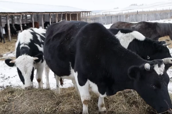 Кузбасские фермеры получили от властей 77,5 млн рублей