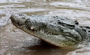 Возле атомной станции расплодились редкие крокодилы с дурной репутацией