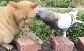 Видео дружеской драки кота и голубя рассмешило пользователей Сети