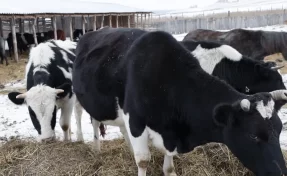 Кузбасские фермеры получили от властей 77,5 млн рублей