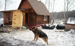 Перестрелки с охотниками и медведи: как переехать жить в лес у озера за 500 000 рублей