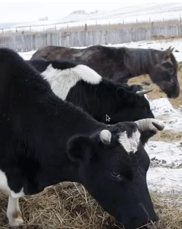 Кузбасские фермеры получили от властей 77,5 млн рублей