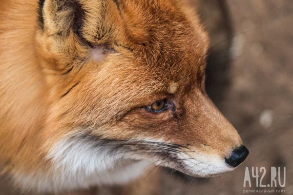 На одной из улиц Новосибирска после нападения лисы на девушку ввели карантин по бешенству