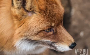 На одной из улиц Новосибирска после нападения лисы на девушку ввели карантин по бешенству