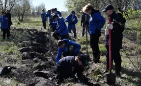 В Кемерове высадили 1000 сибирских кедров в рамках акции «Лес Победы»