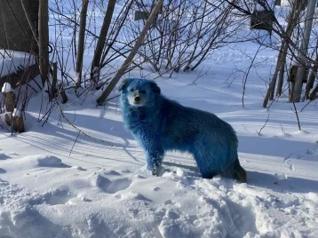 Фото: Жители российского города обнаружили на улицах синих собак 1