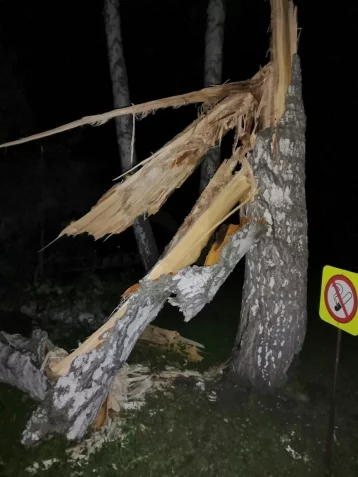 Фото: На свадьбе в Кузбассе на мужчину и его сына упало дерево, они госпитализированы 1