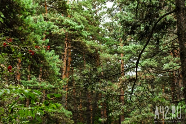 В Кемерове выставили на продажу турбазу в бору за 47,5 млн рублей