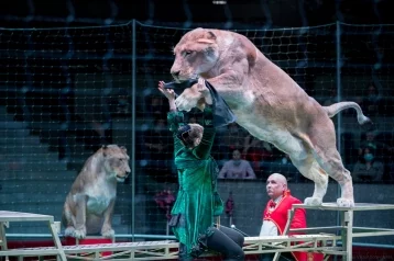 Фото: На манеже Кемеровского цирка покажут зрелищное шоу «Львы Африки» с участием сразу восьми хищников 1