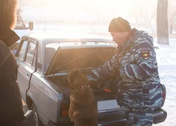 Фото: В Кемерове собака помогла полицейским задержать наркосбытчика 1
