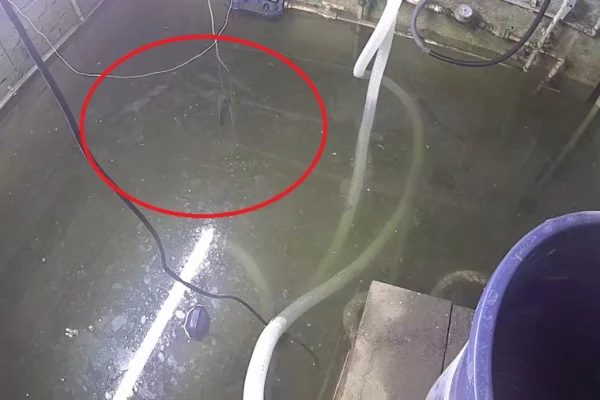 Опять вода: в Белове знаменитых карпов вернули в подтопленный подвал