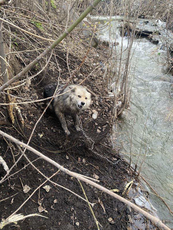 В Новокузнецке спасатели помогли застрявшей в металлической сетке собаке