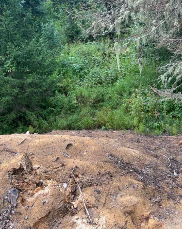 Кузбасский предприниматель заплатил 7 млн рублей из-за оставленных в лесу опилок