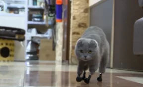 В Новокузнецке ищут новый дом кошке с протезами вместо лап