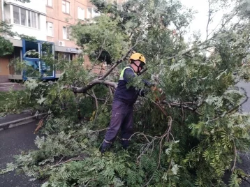 Фото: В Кемерове устраняют последствия шквалистого ветра: на дорогу рухнуло дерево 1