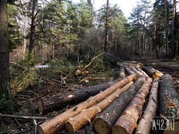 Фото: Ущерб от действий «чёрных лесорубов» в Кузбассе сокращён в 2,3 раза 1