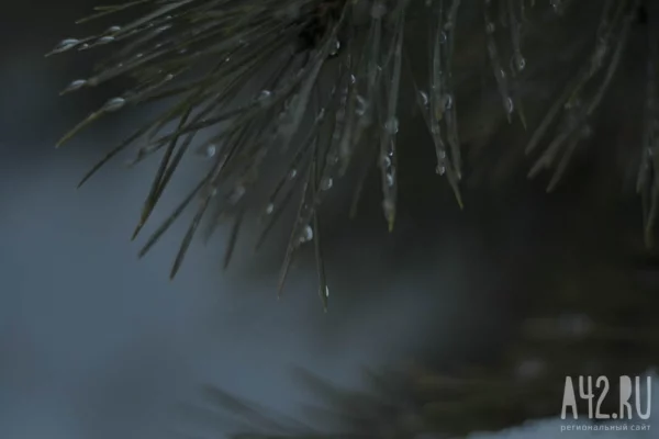 До +15 и дожди: синоптики дали прогноз погоды на неделю в Кузбассе