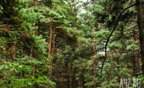 В Кемерове выставили на продажу турбазу в бору за 47,5 млн рублей