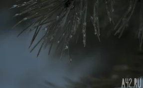 До +15 и дожди: синоптики дали прогноз погоды на неделю в Кузбассе