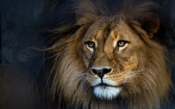 Фото: В Кении корова задушила льва 1