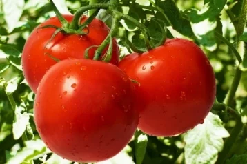 Фото: С 1 ноября в Россию начнут завозить турецкие томаты 1