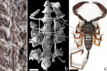 Фото: Учёные нашли останки древнейшего на планете скорпиона 1