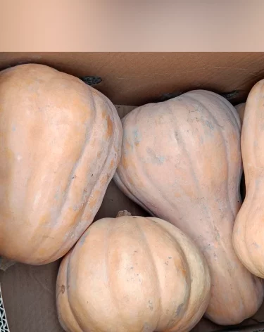 Фото: Сибирское межрегиональное управление Россельхознадзора