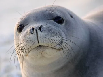 Фото: Канадский город атаковали голодные тюлени 1