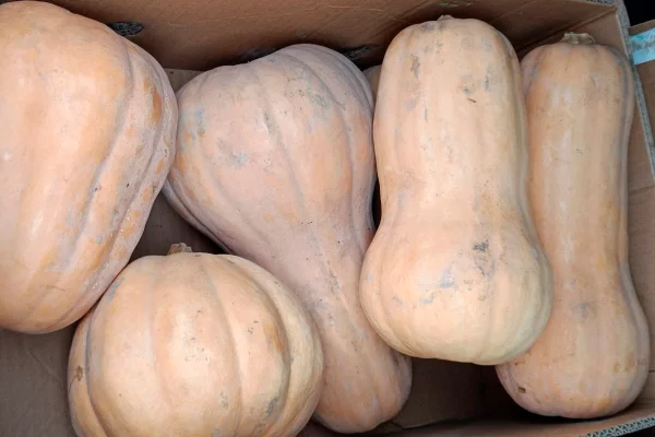 В Кузбасс привезли 111 тонн свежих овощей из Казахстана