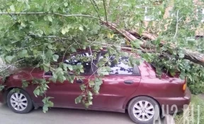 Дерево упало на припаркованную машину в центре Кемерова