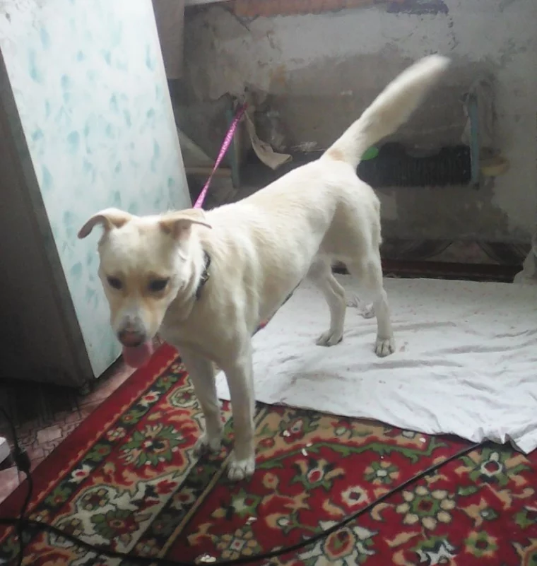 Фото: Кемеровские зооволонтёры ищут хозяев «крупной белой собаки» 2