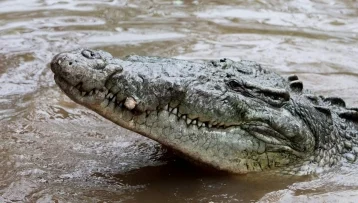 Фото: Возле атомной станции расплодились редкие крокодилы с дурной репутацией 1