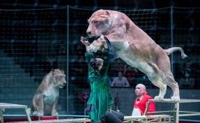 На манеже Кемеровского цирка покажут зрелищное шоу «Львы Африки» с участием сразу восьми хищников
