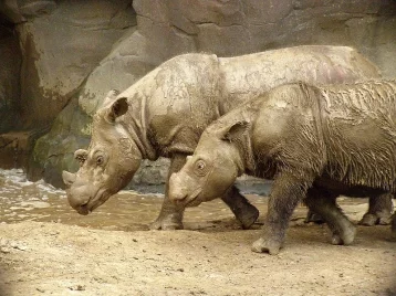 Фото: В Малайзии от рака умер последний в стране суматранский носорог  1