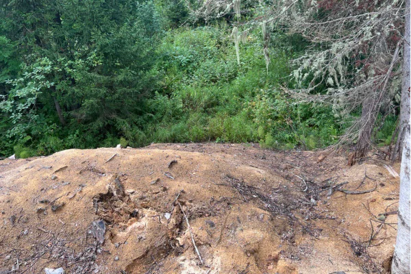 Кузбасский предприниматель заплатил 7 млн рублей из-за оставленных в лесу опилок