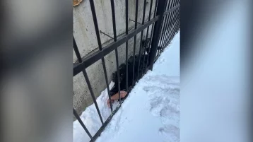 Фото: Кузбассовец встретил утро нового года, упав между корпусом гостиницы и забором 1