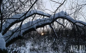 В Хабаровском крае нашли останки пропавшего мужчины и следы хищника
